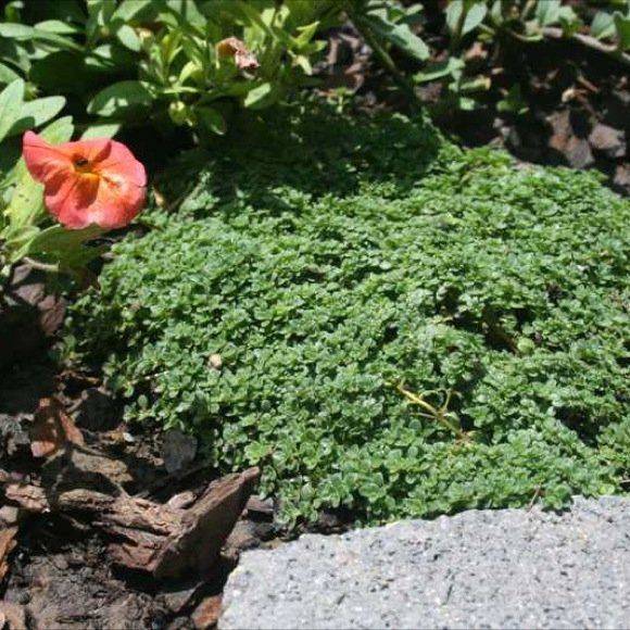 Missouri Botanical Garden Plant Finder Database Gardenpicdesign