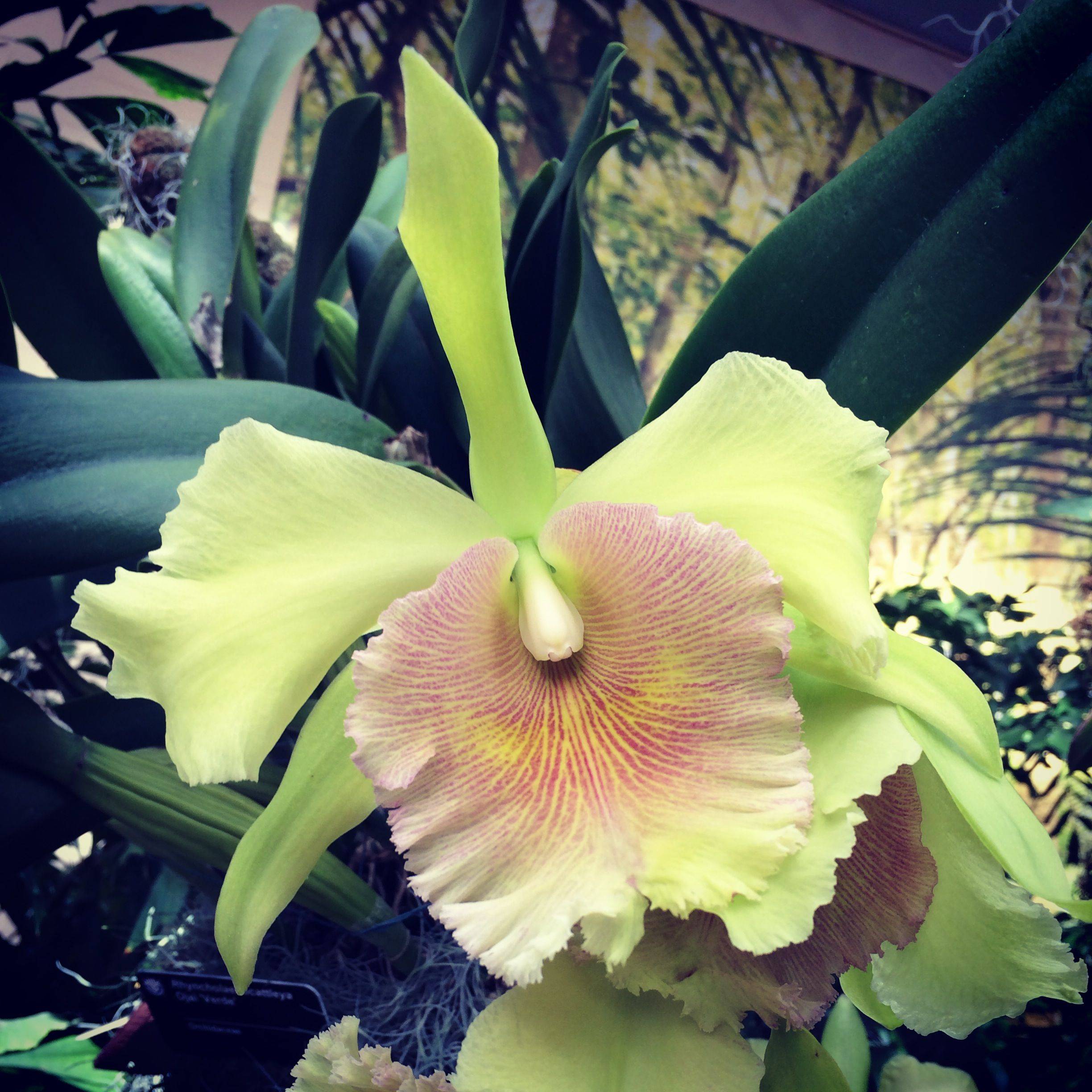 Missouri Botanical Garden Plant Finder Garden Layout