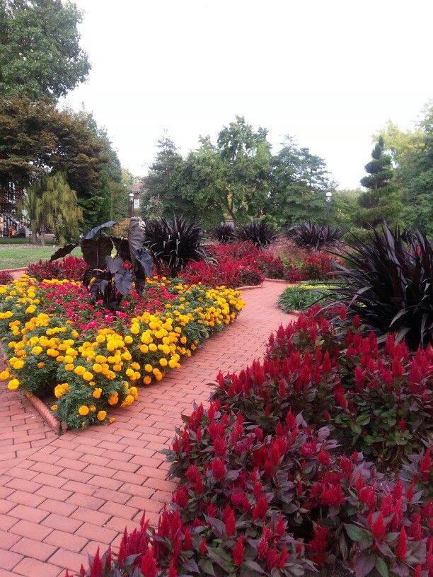 Missouri Botanical Garden Plant Finder Missouri Botanical Gardens