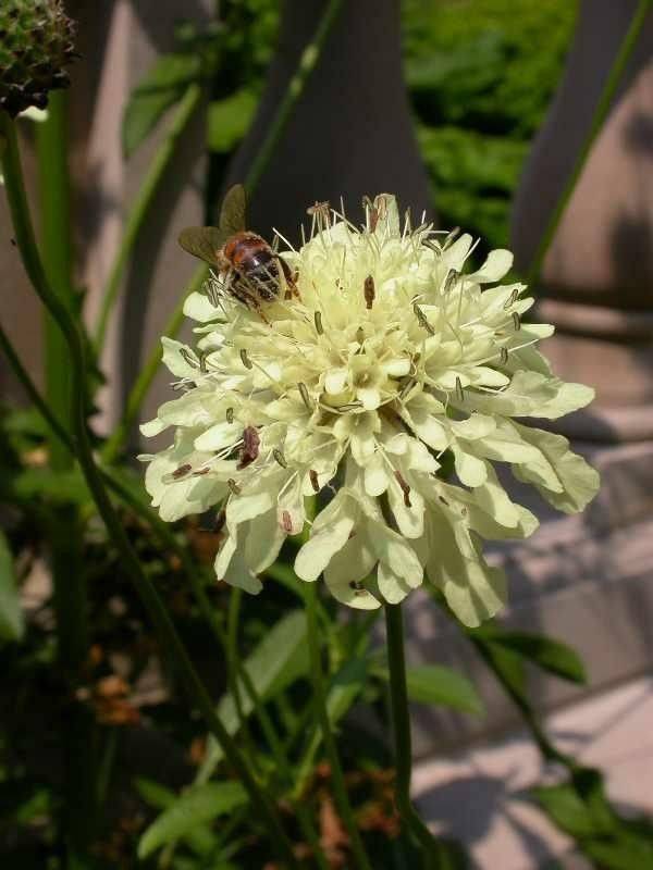 This Beautiful Acre Botanical Garden