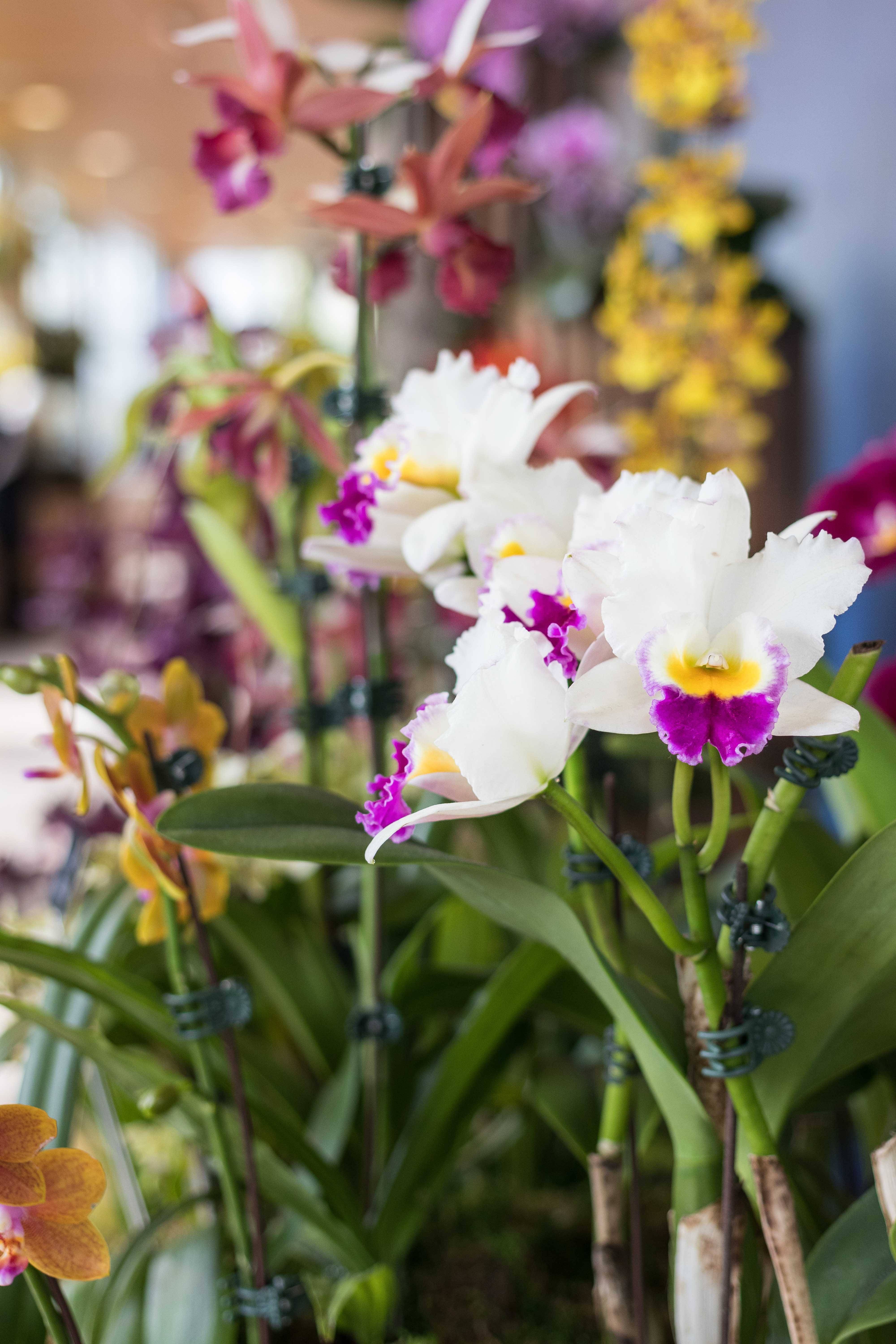 Breathtaking Botanical Gardens