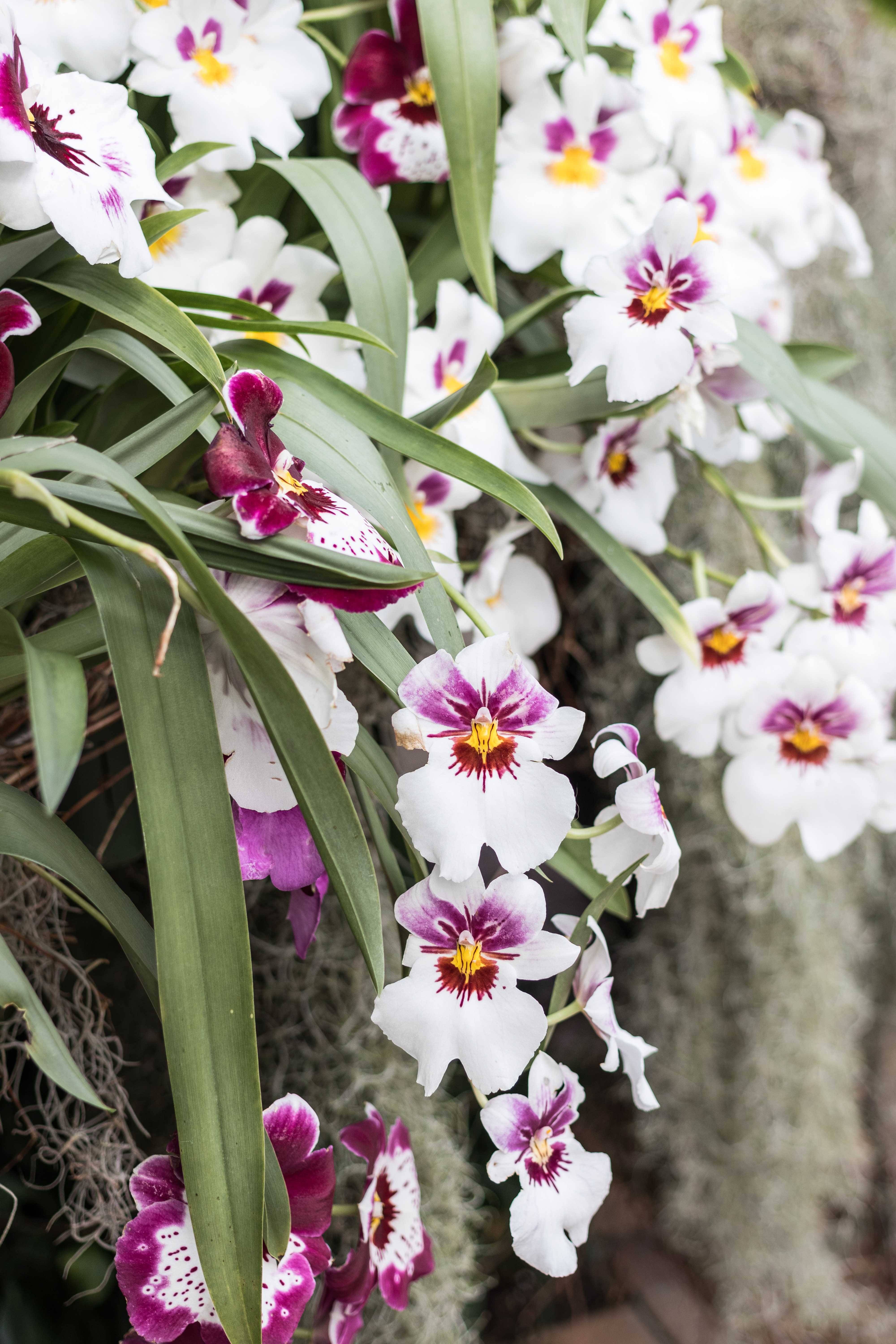 Pretty Hanging Orchid Ideas