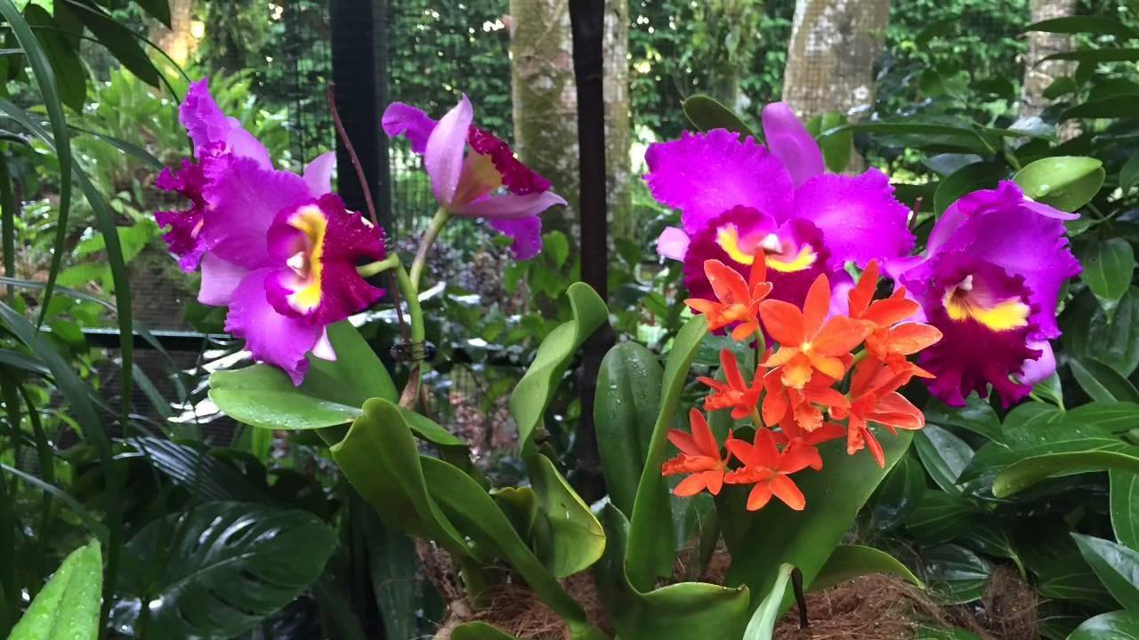 Brilliance Orchid Show Chicago Botanic Garden