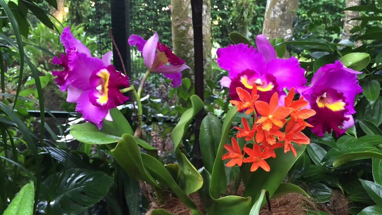 Brilliance Orchid Show Chicago Botanic Garden