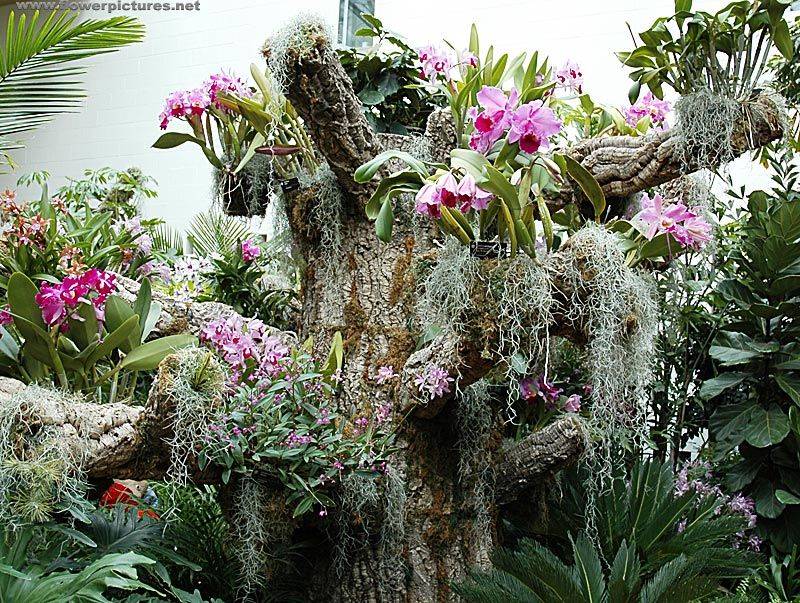My Chicago Botanic Garden