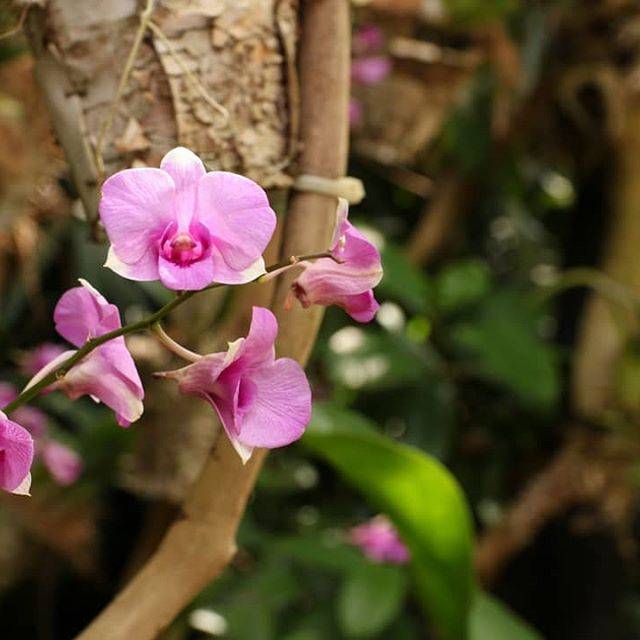 Vanda Placement Orchid House