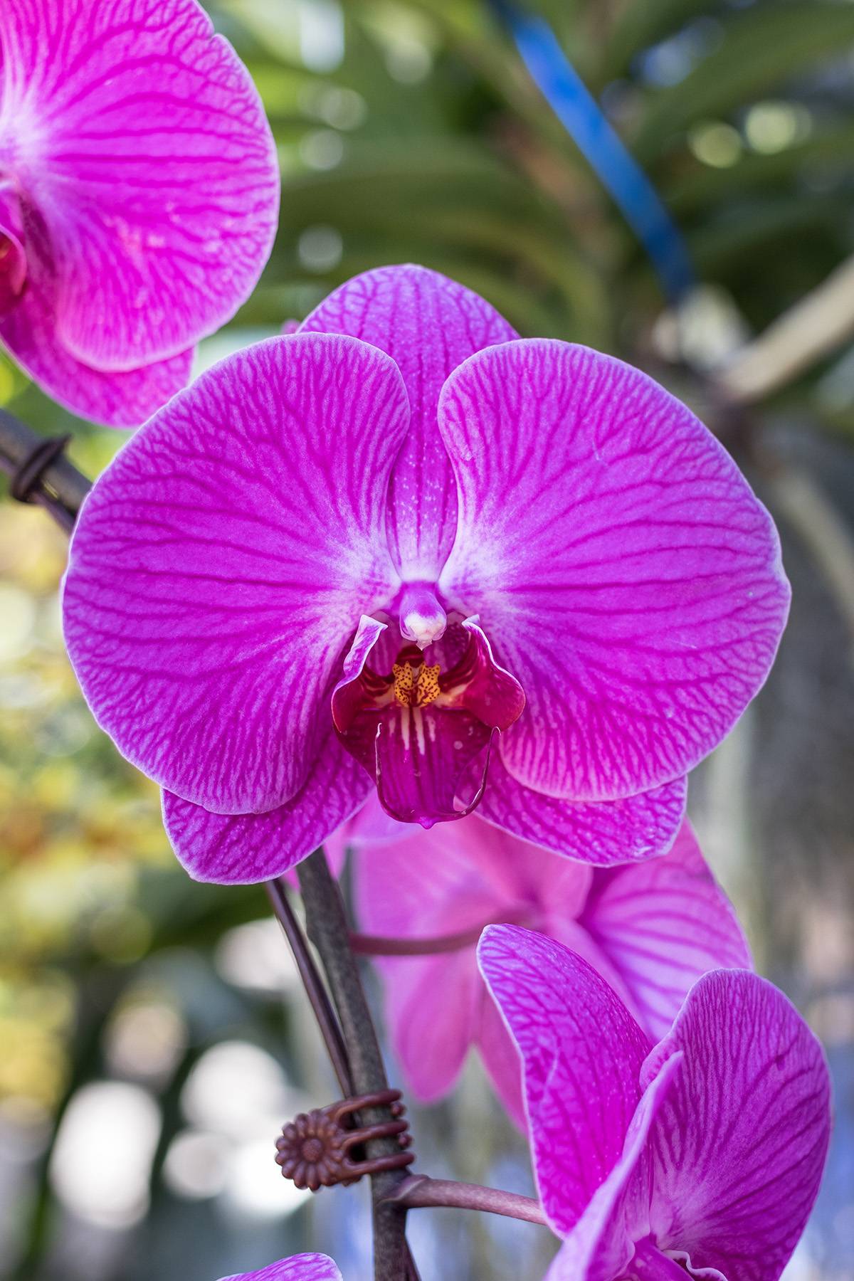 Missouri Botanical Garden