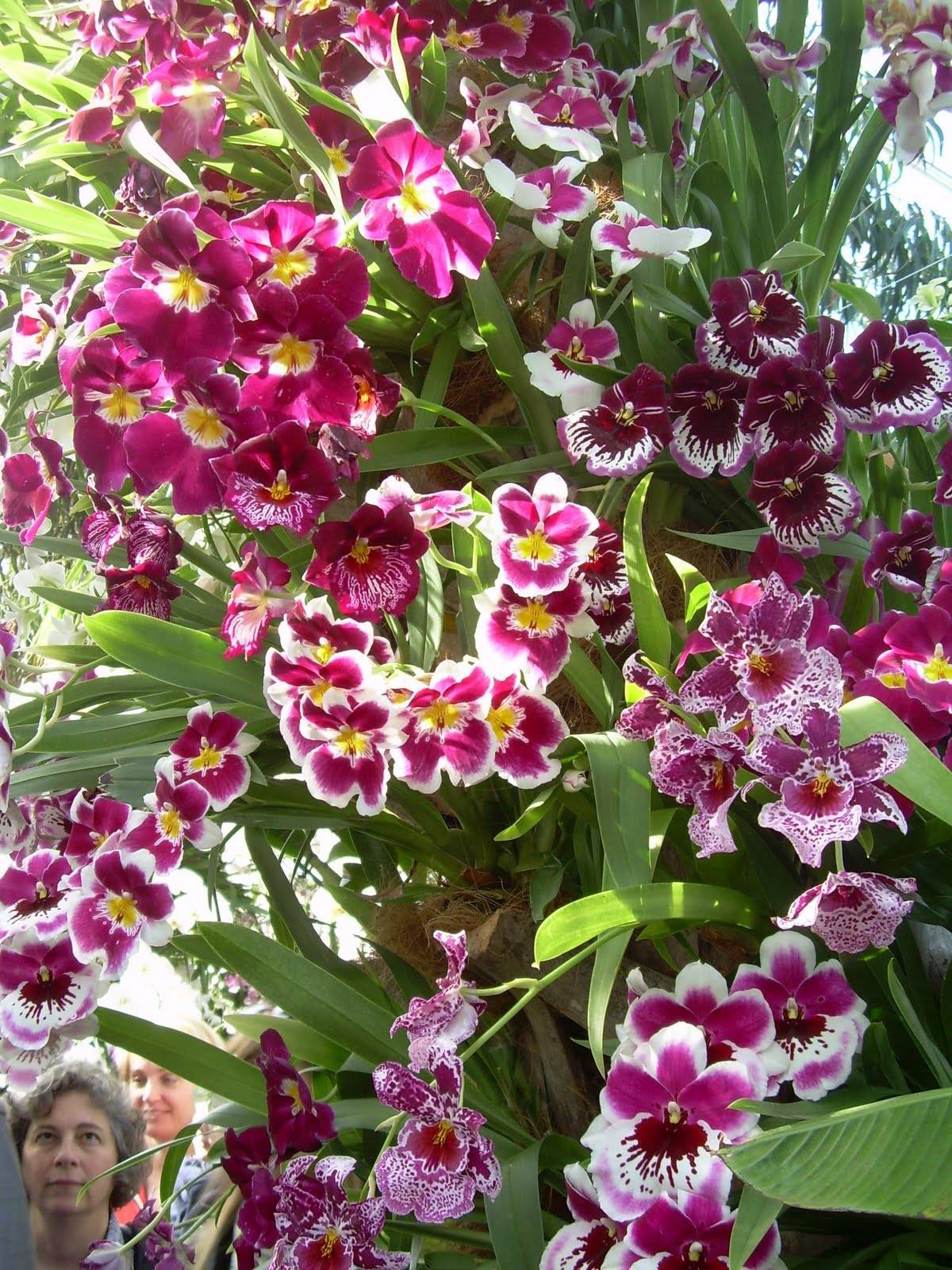 Missouri Botanical Garden