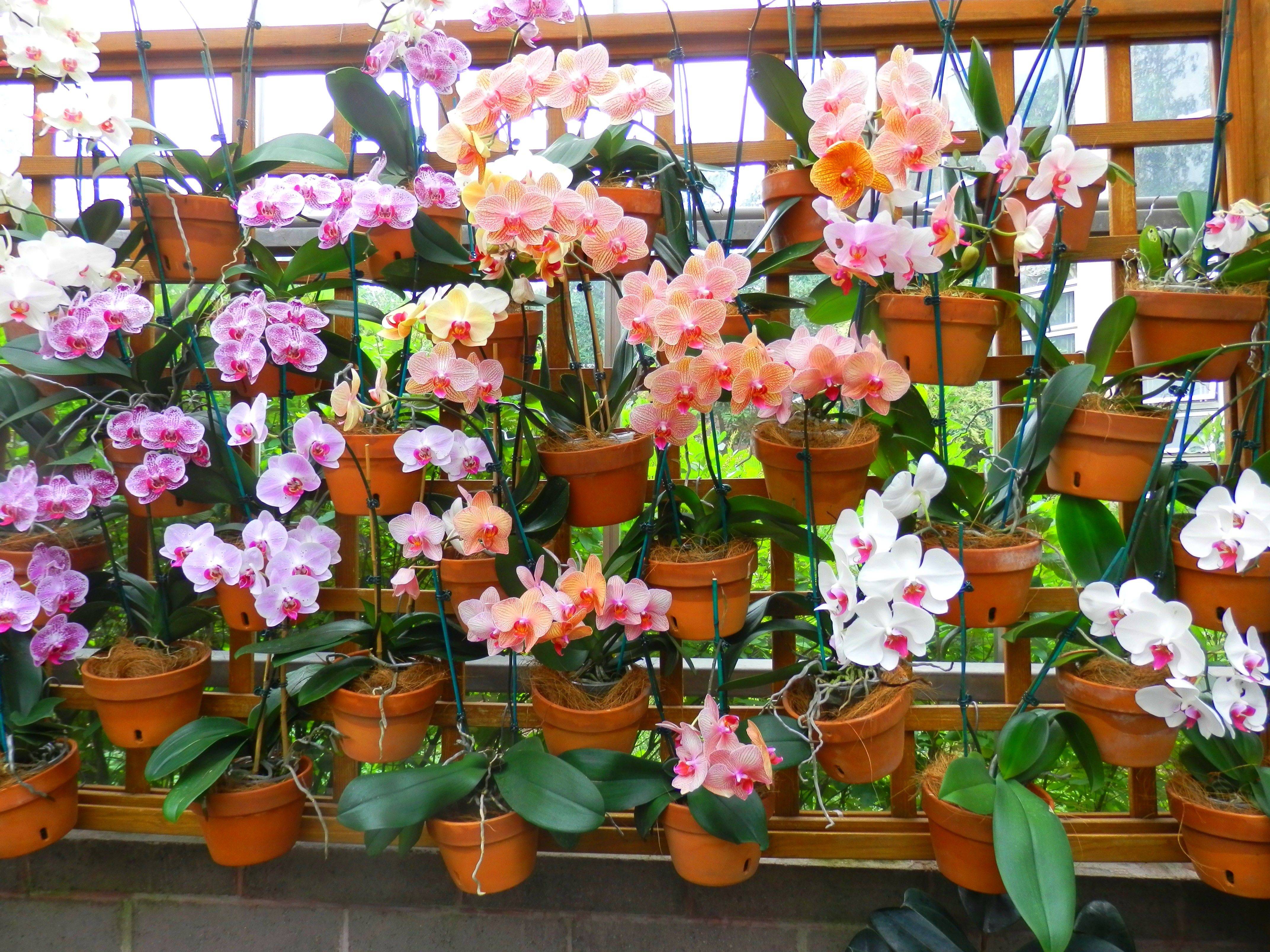 Pinterest Orchids Garden