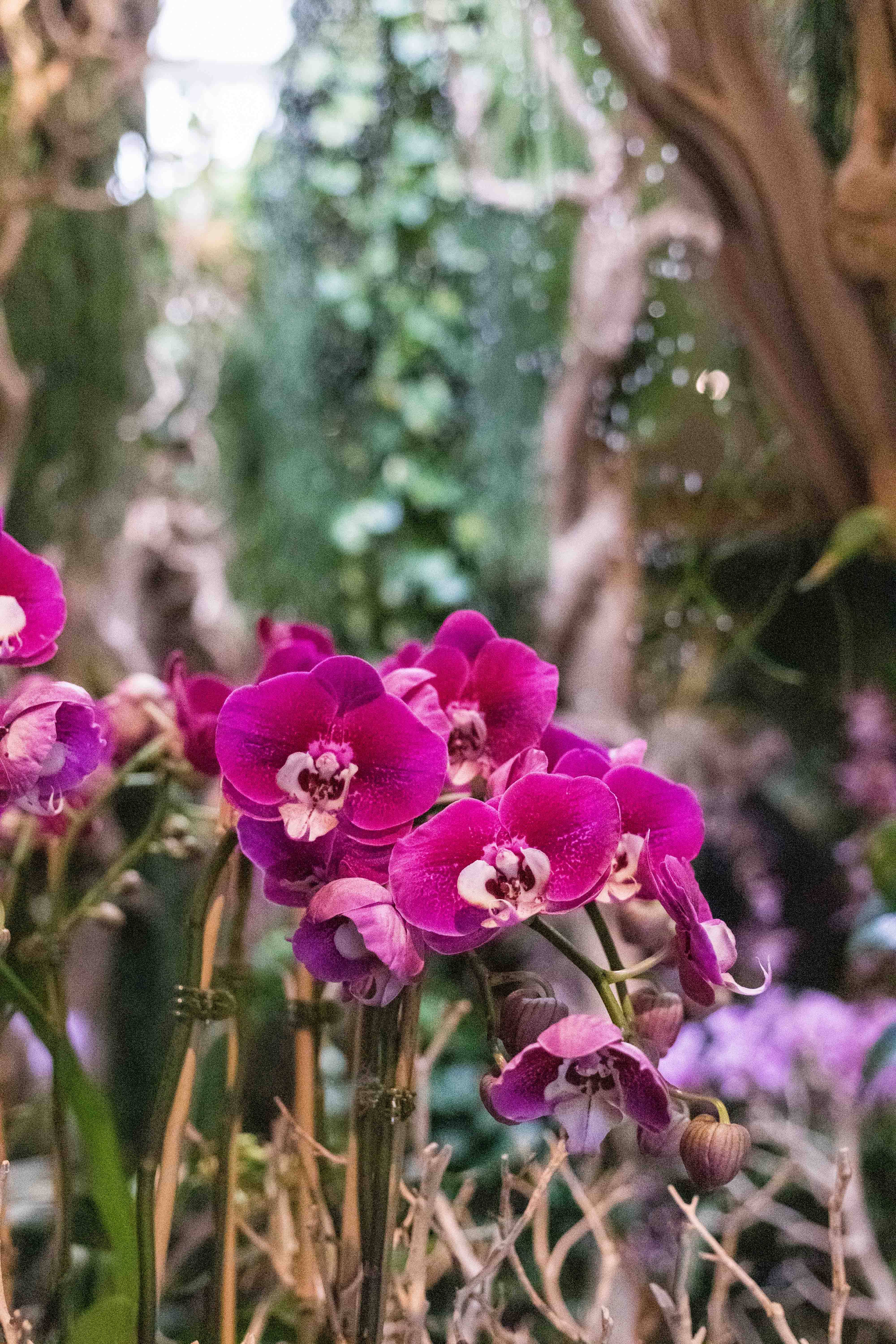 The Chicago Botanic Garden