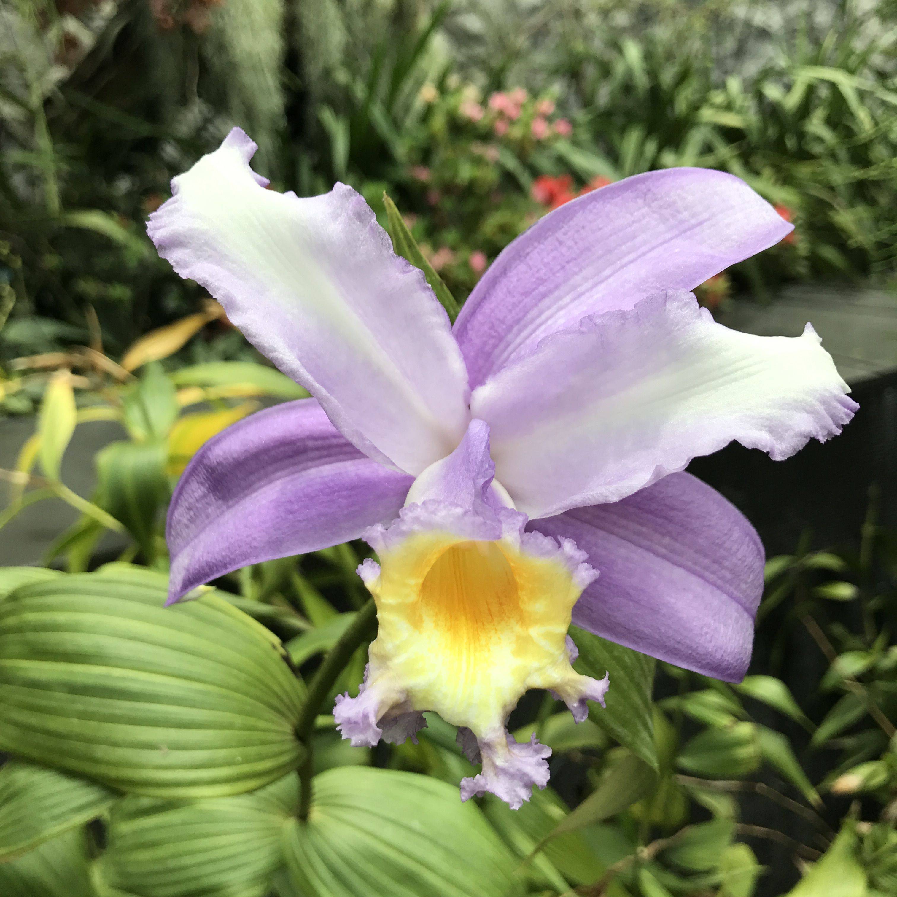 New York Botanical Garden Orchid Show