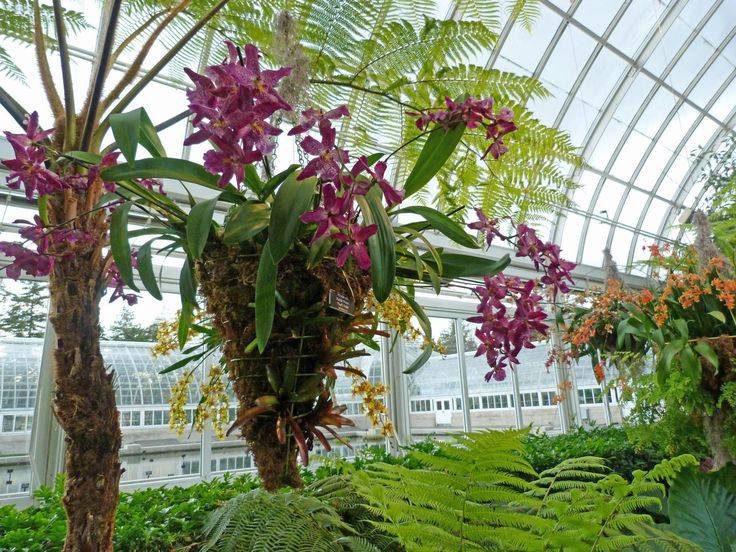 New York Botanical Garden Orchid Show
