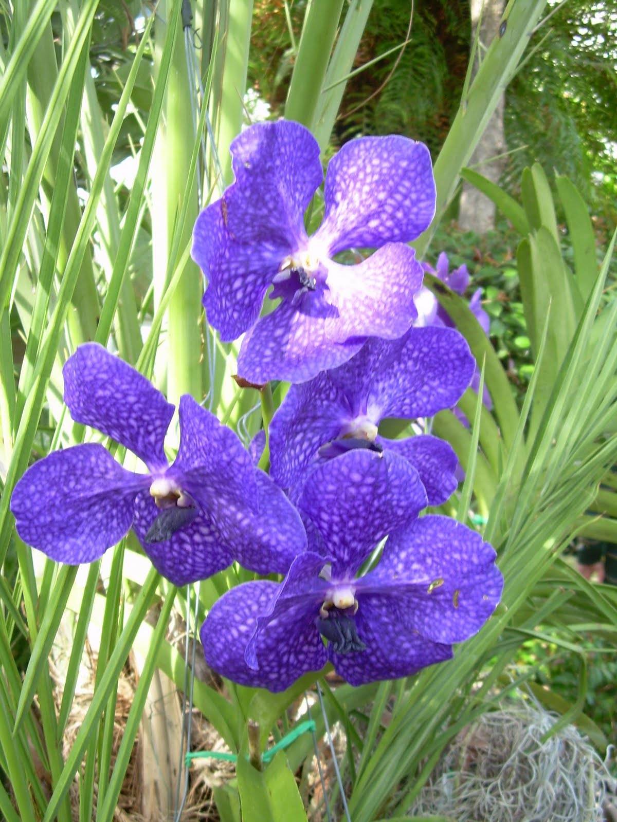 Tampa Botanical Garden Orchids