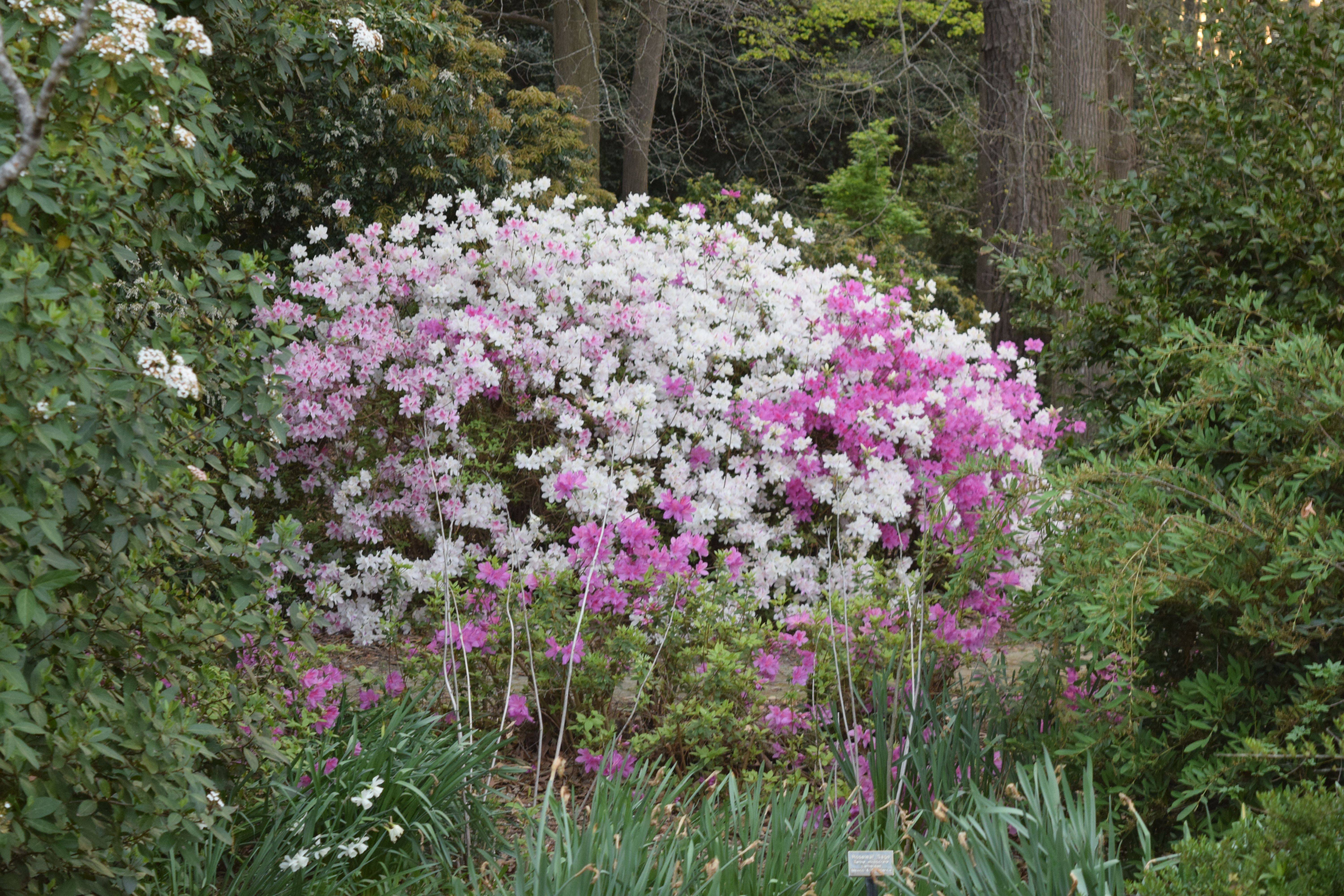 Norfolk Botanical Garden