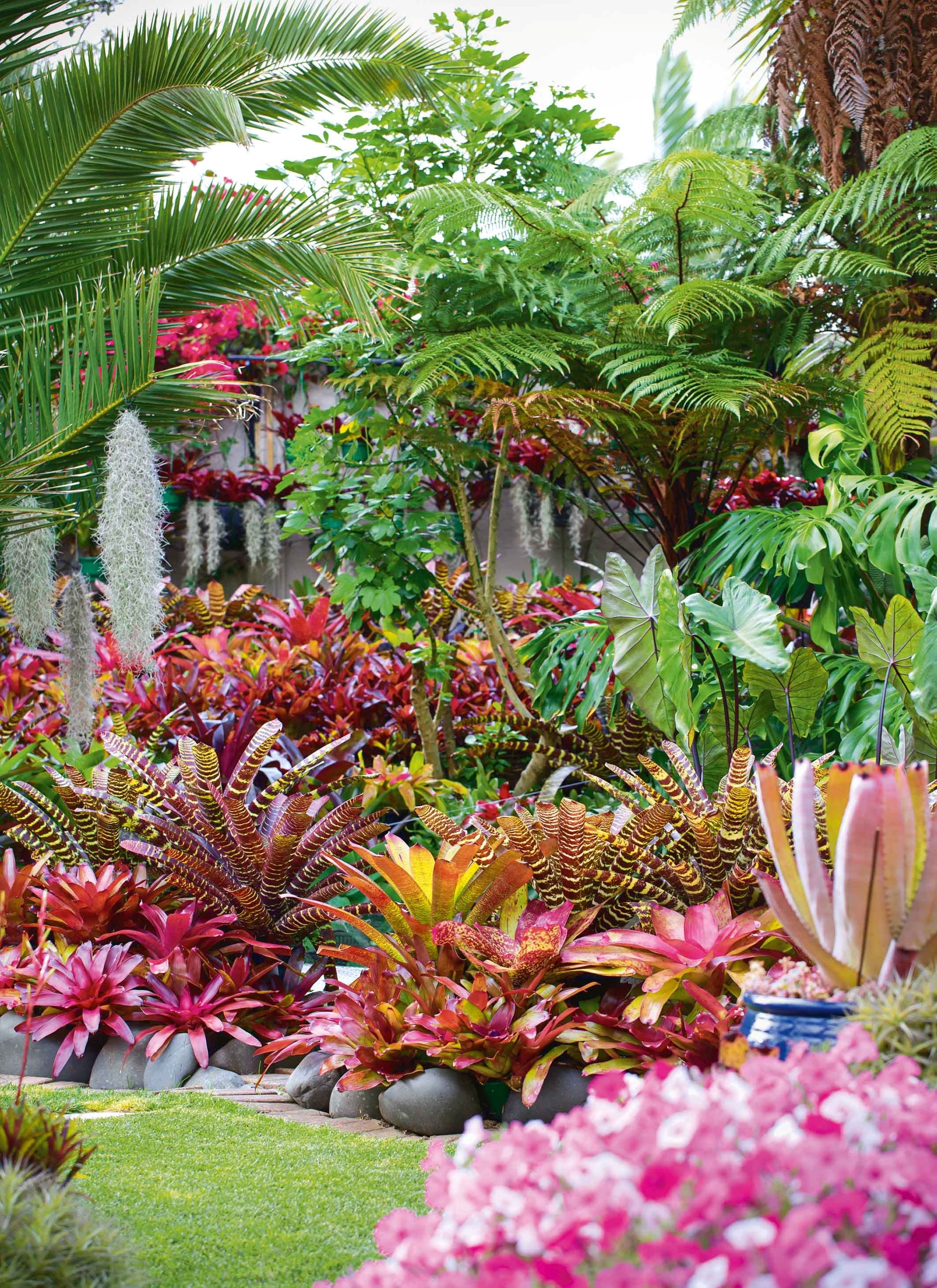 Bromeliad Garden Design Image
