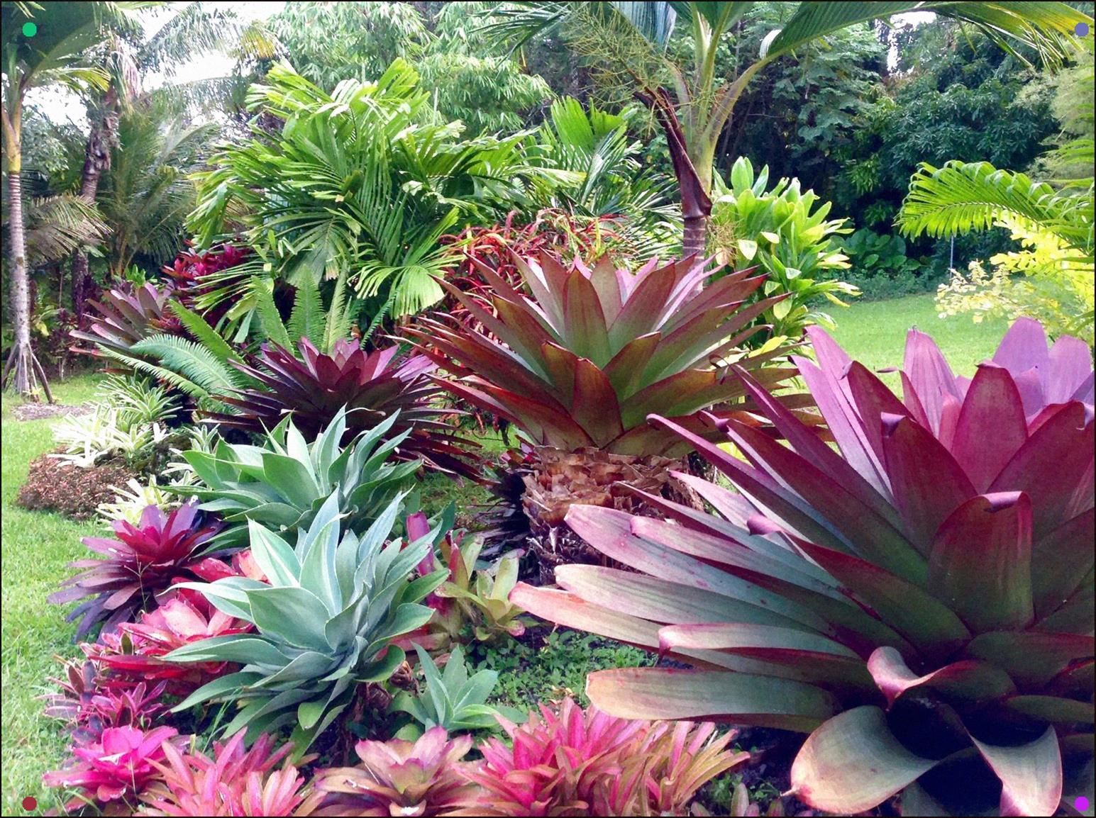 Bromeliad Garden Google Search Bromeliads Landscaping Bromeliads
