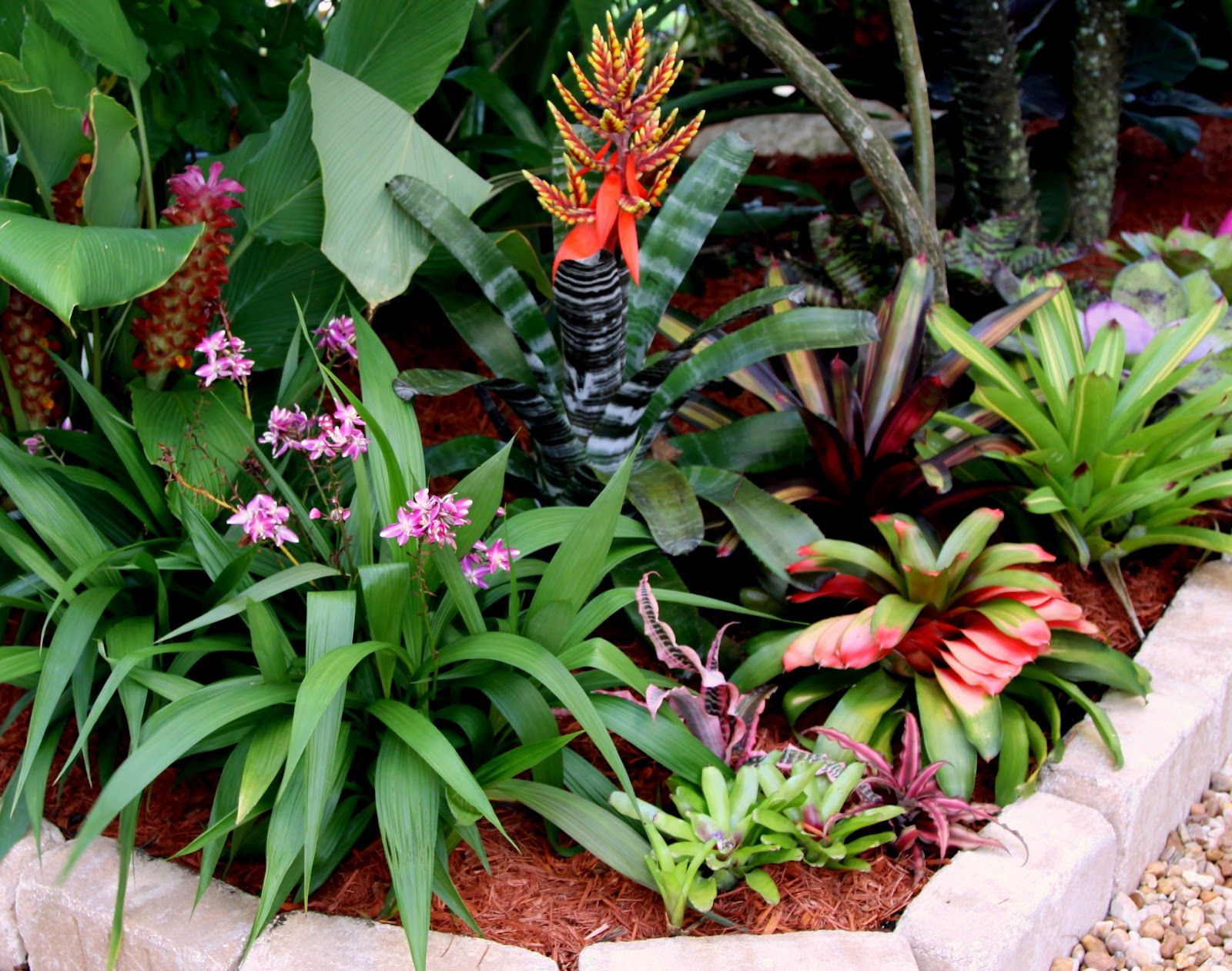Bromeliads Galore Wwwalltheroomscomjk Backyardgardeningideas