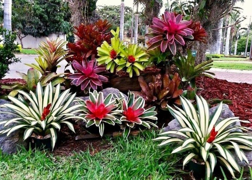 Bromeliads Xiii Bromeliads