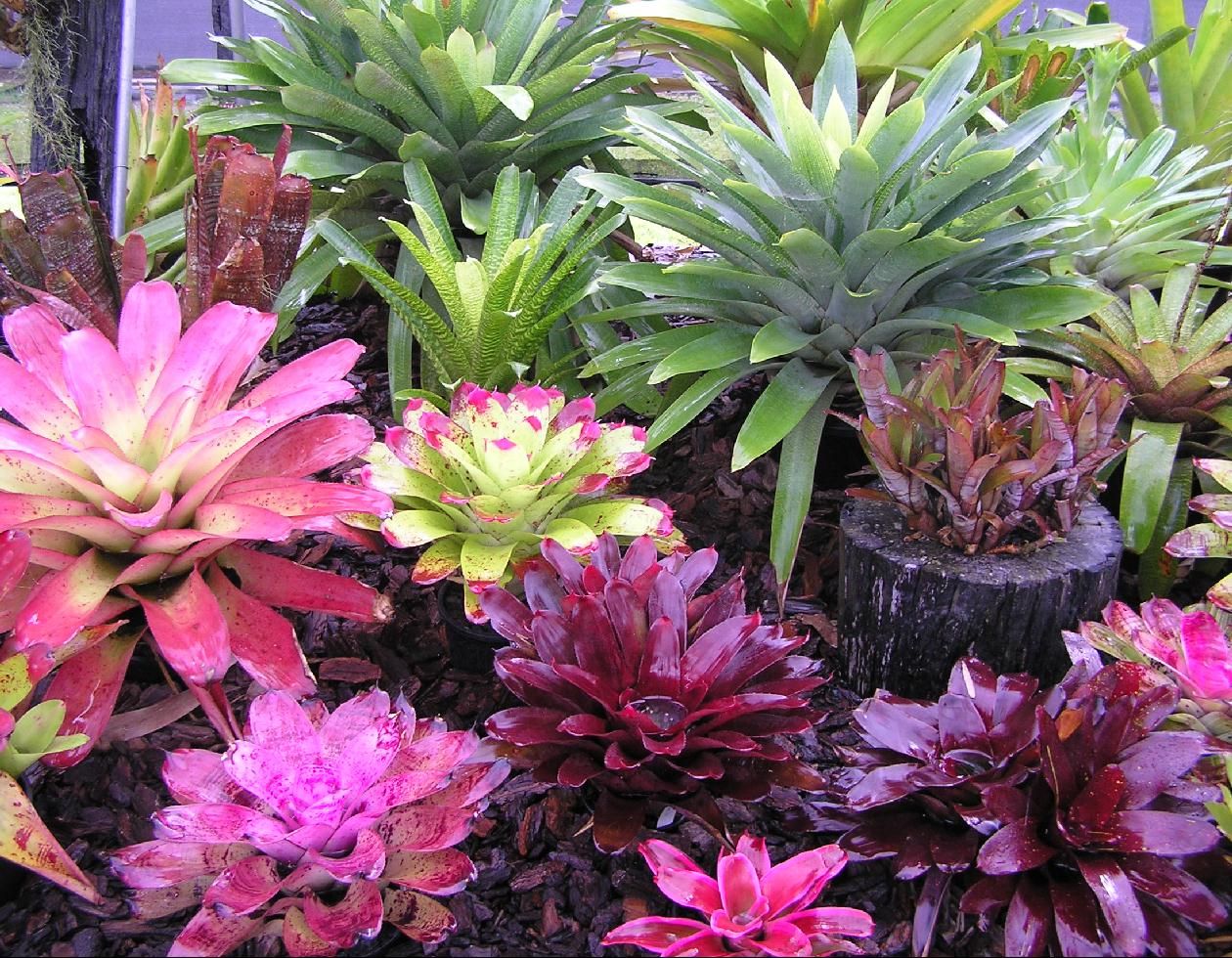 A Dazzling Bromeliadrich Oasis
