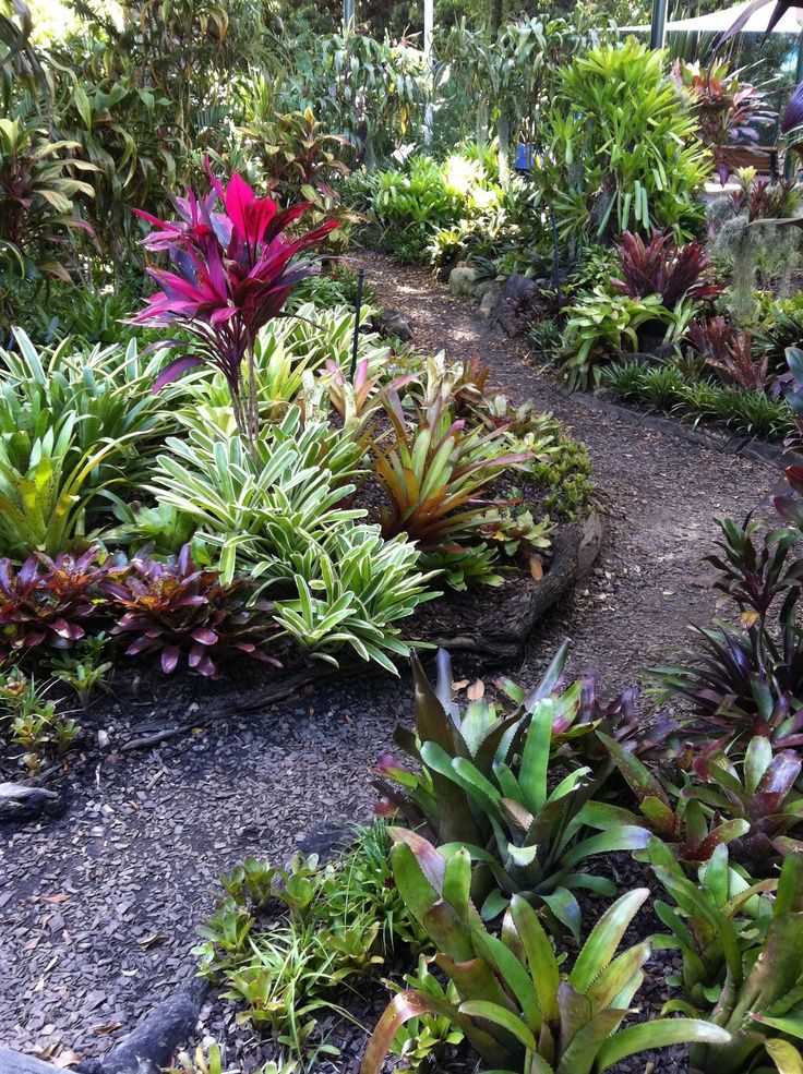 My Bromeliad Garden Tropical Garden Design