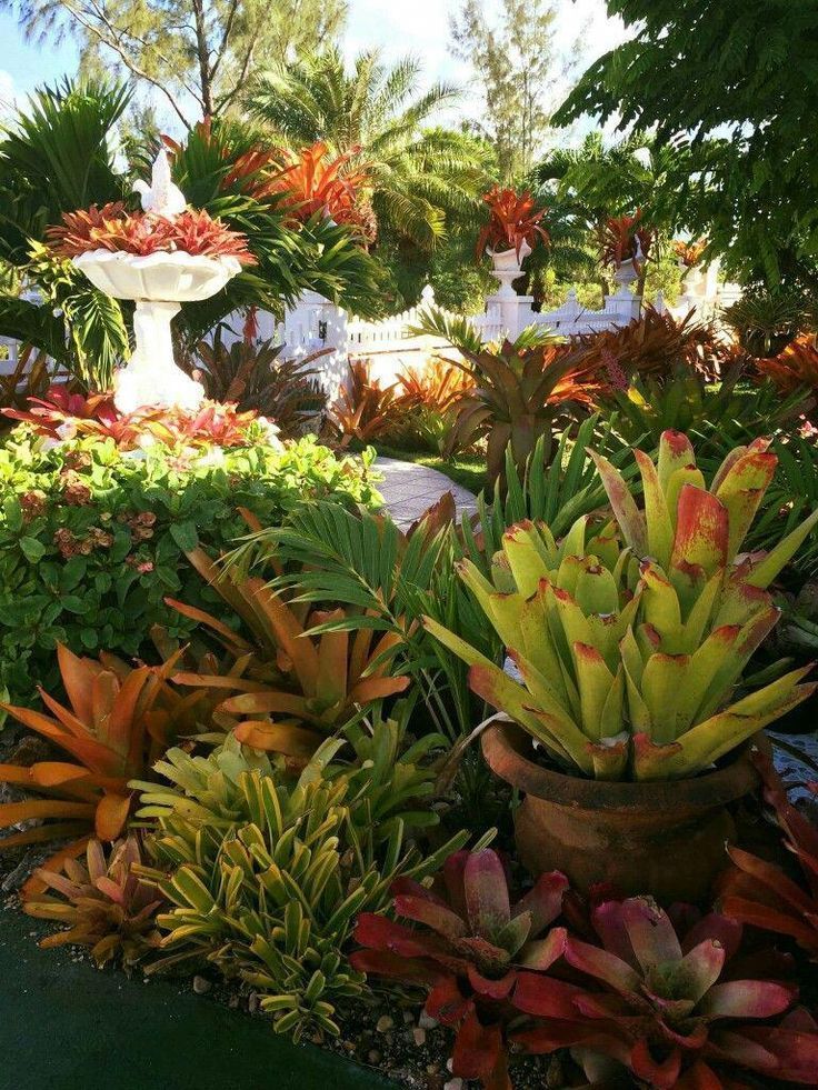 Our Beautiful Faux Bromeliad Plants