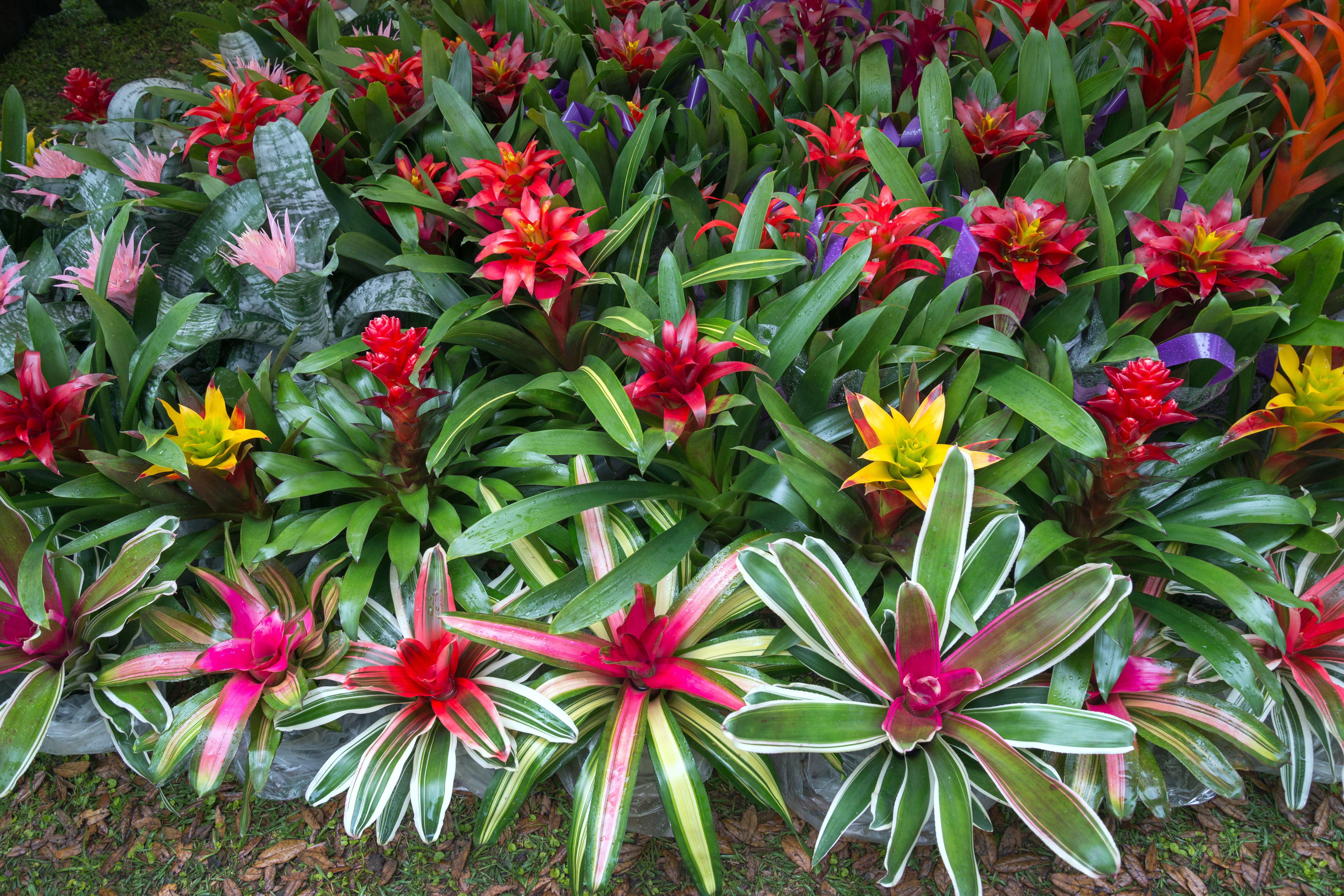 Bromeliad Garden