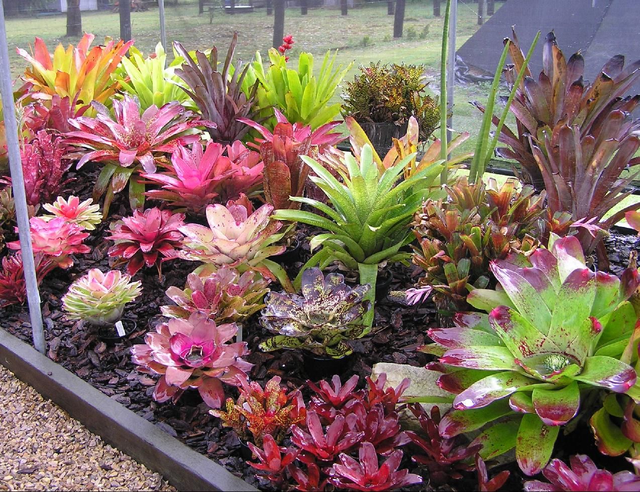 Prarls Bromeliad Garden