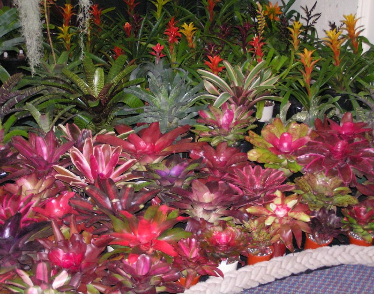 Your Home Garden