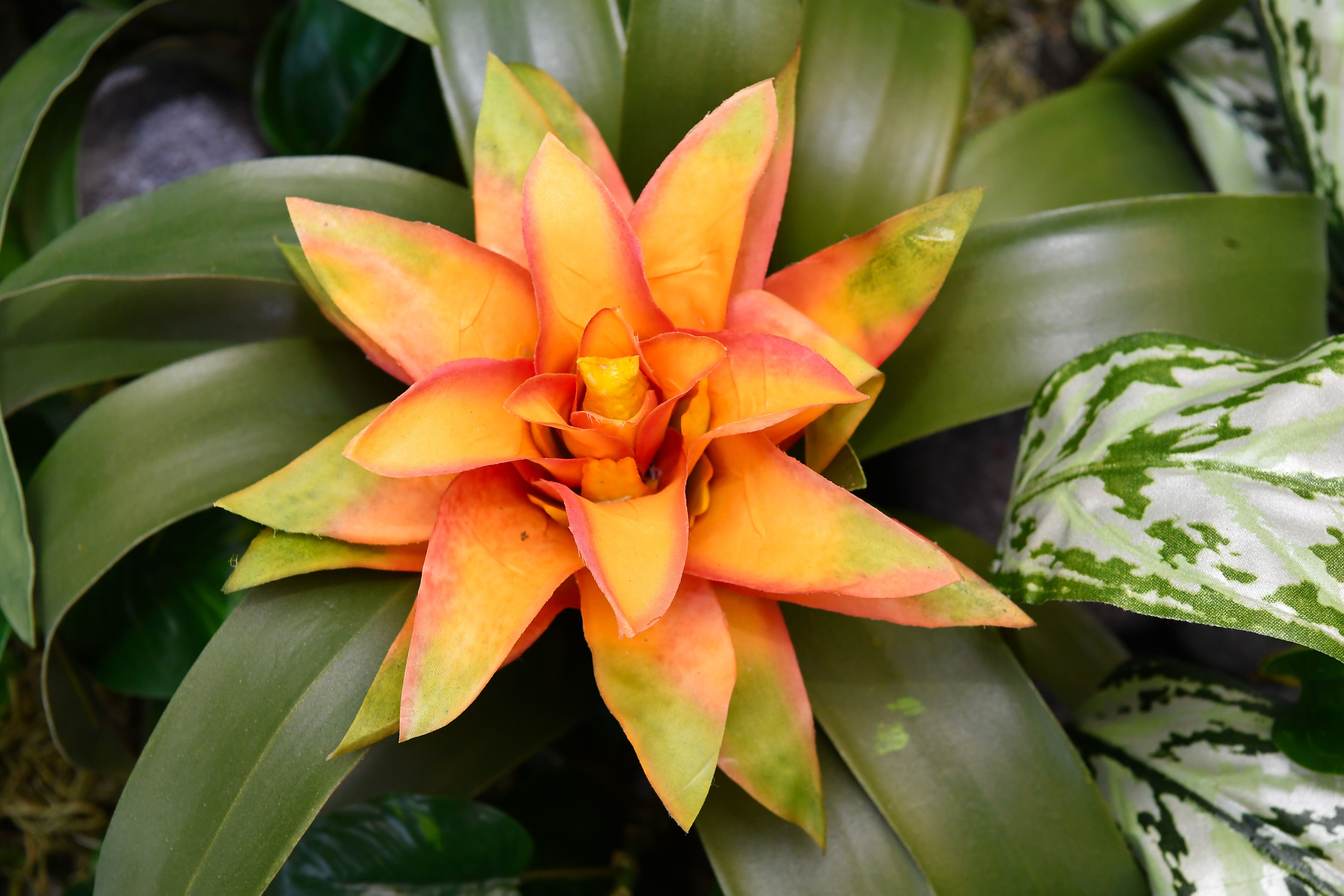 Sub Tropical Bromeliad Garden