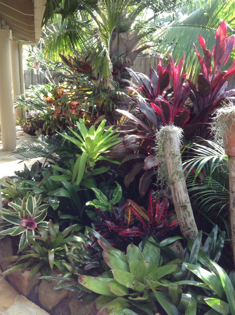 Sub Tropical Bromeliad Garden