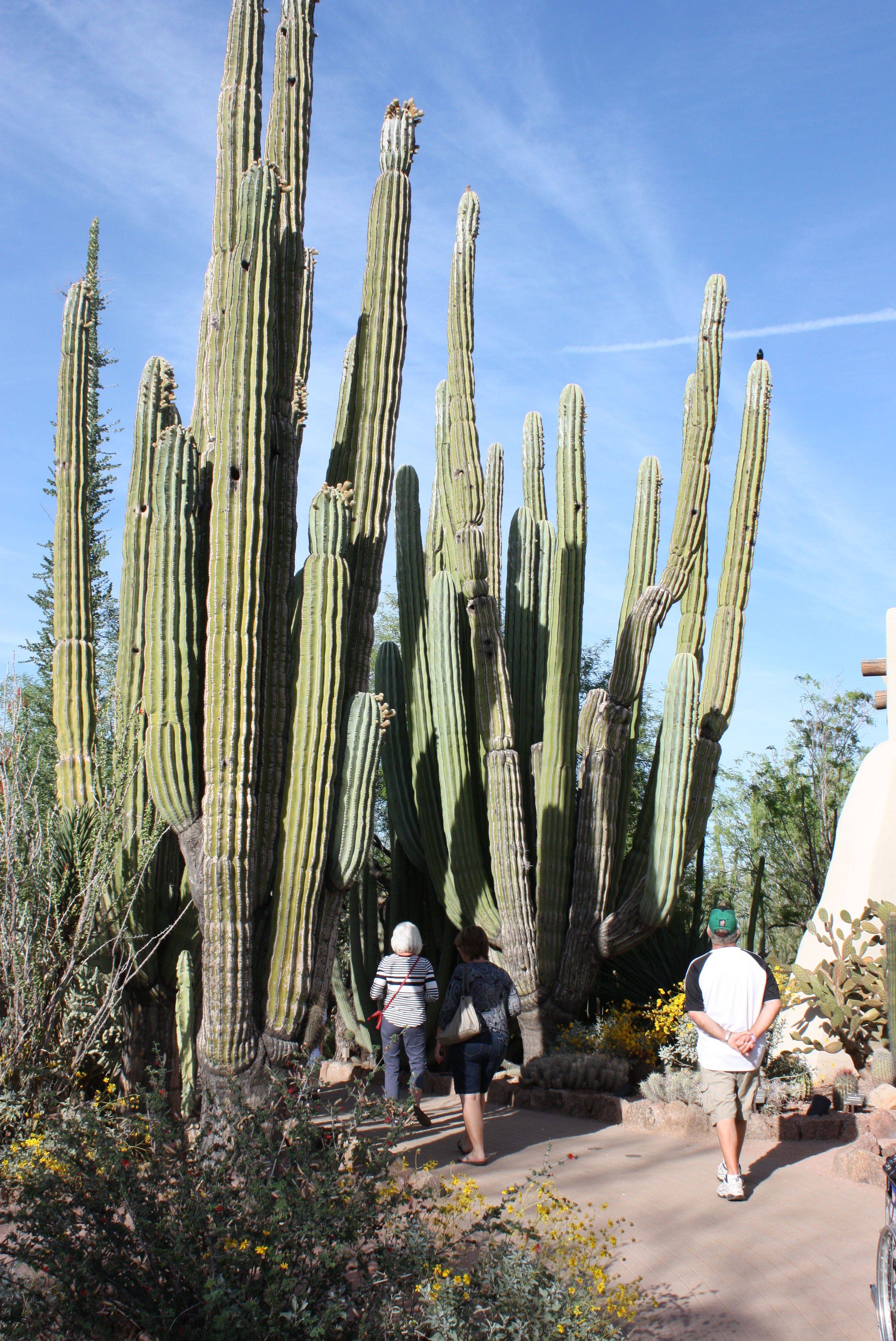 Desert Botanical Garden Phoenix Field Trip
