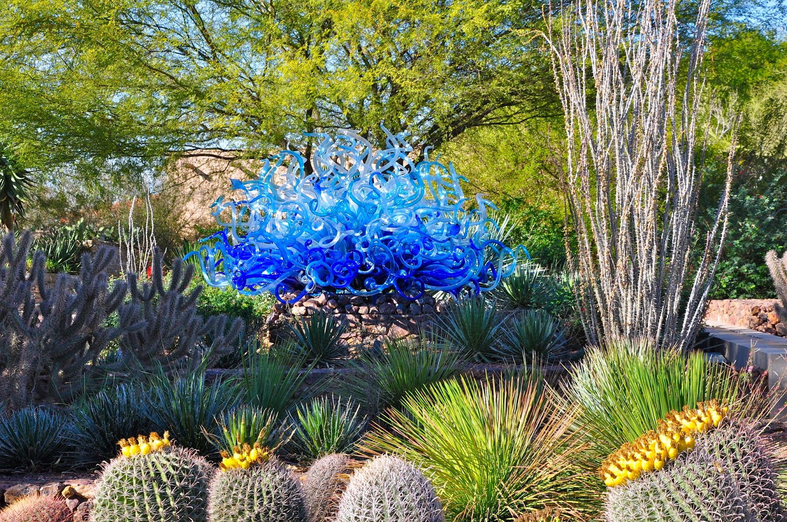 Desert Botanical Garden Phoenix Az Phoenix