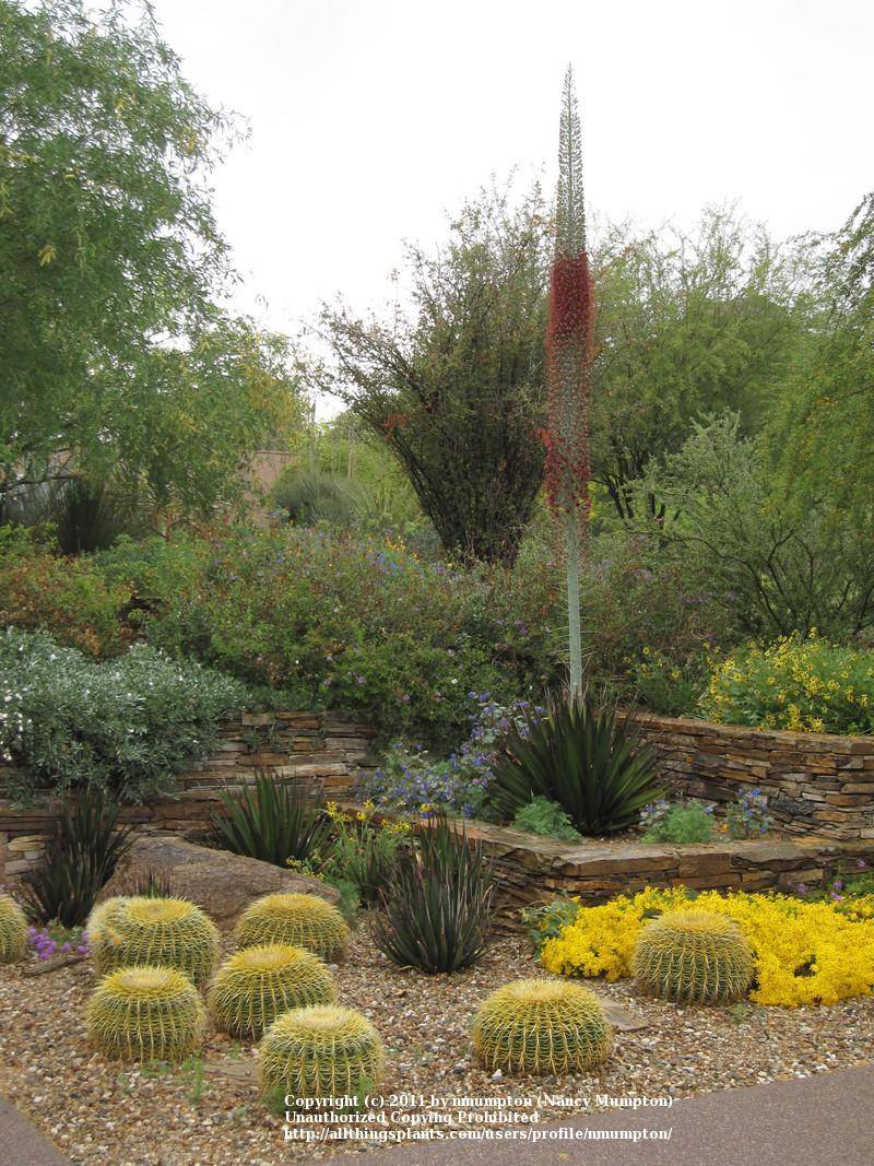 Desert Botanical Garden Phoenix Christmas Garden