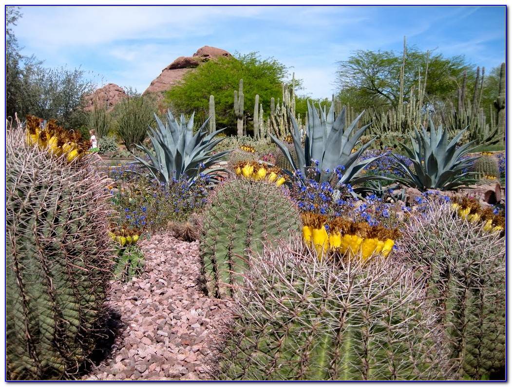 Desert Botanical Gardens