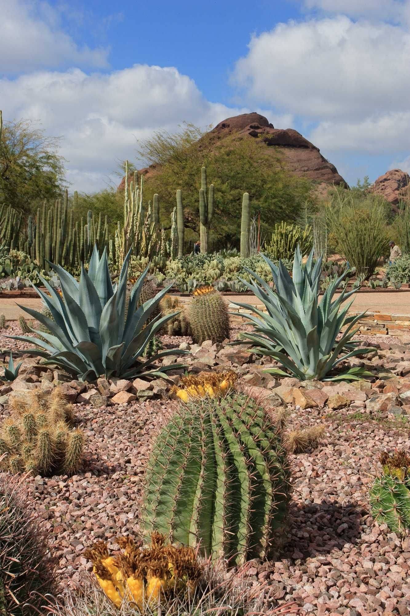 The Desert Botanical Garden