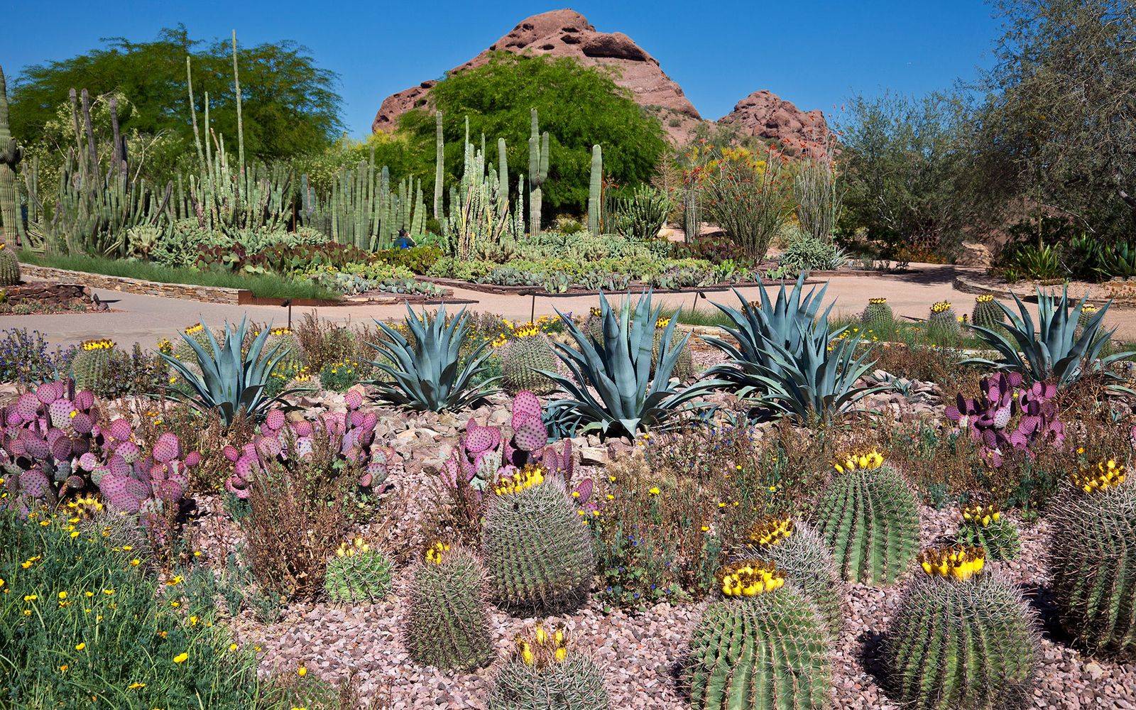 Botanical Beauty Dry Garden