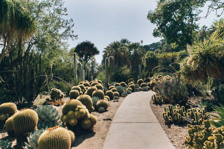 Desert Botanical Garden Phoenix