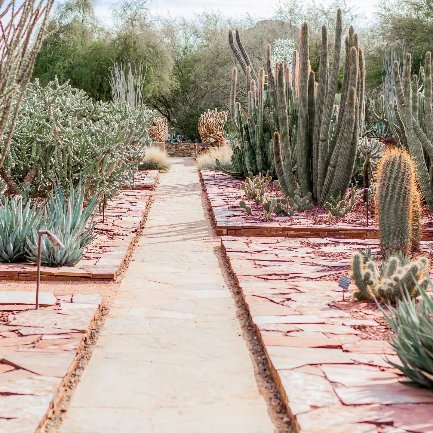 Desert Botanical Garden Cactus Plants