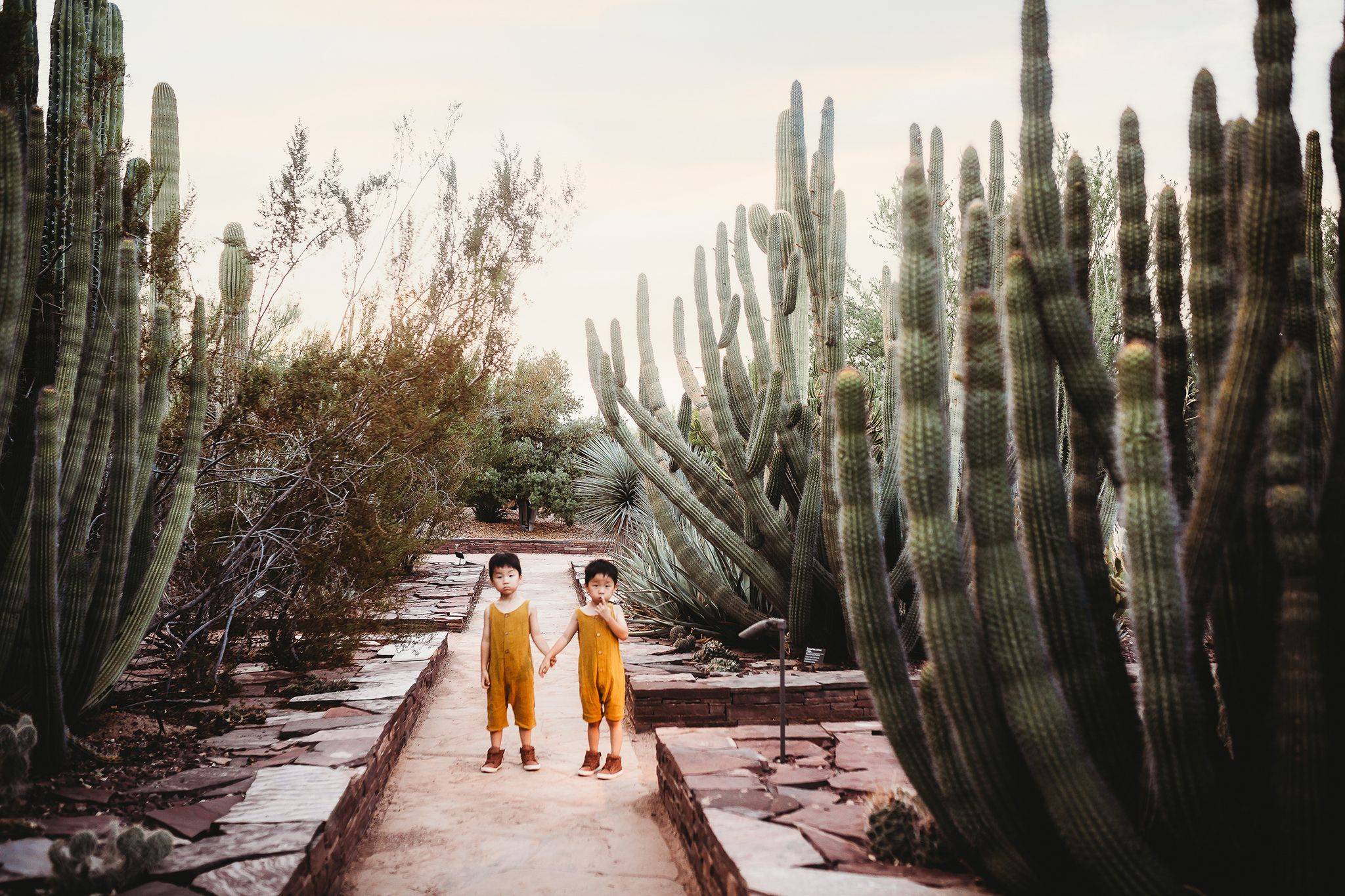 Arizona Desert Botanical Garden