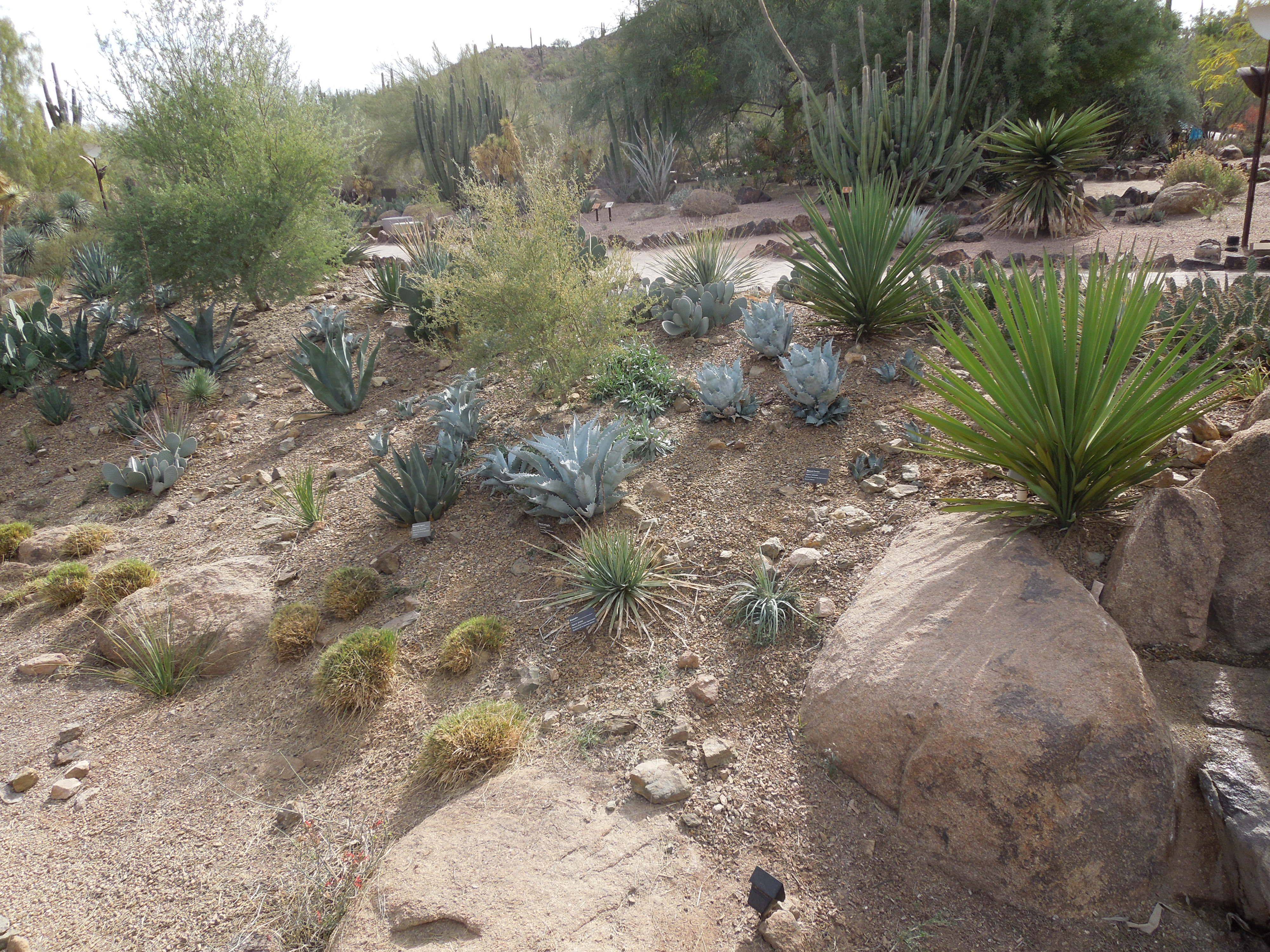 Desert Botanical Garden
