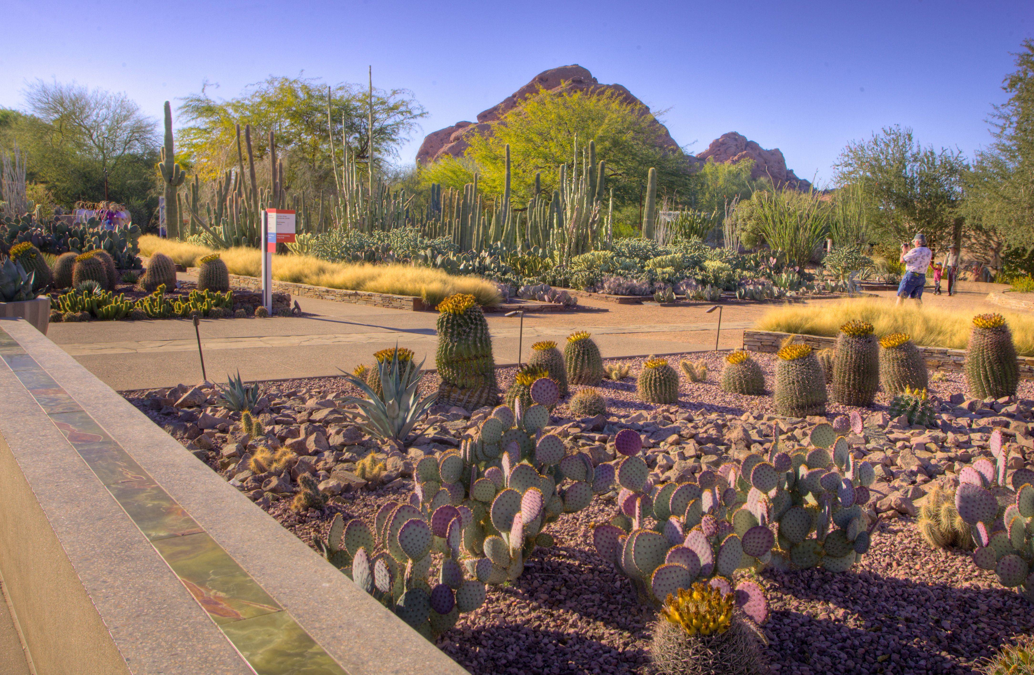 Desert Botanical Garden Phoenix