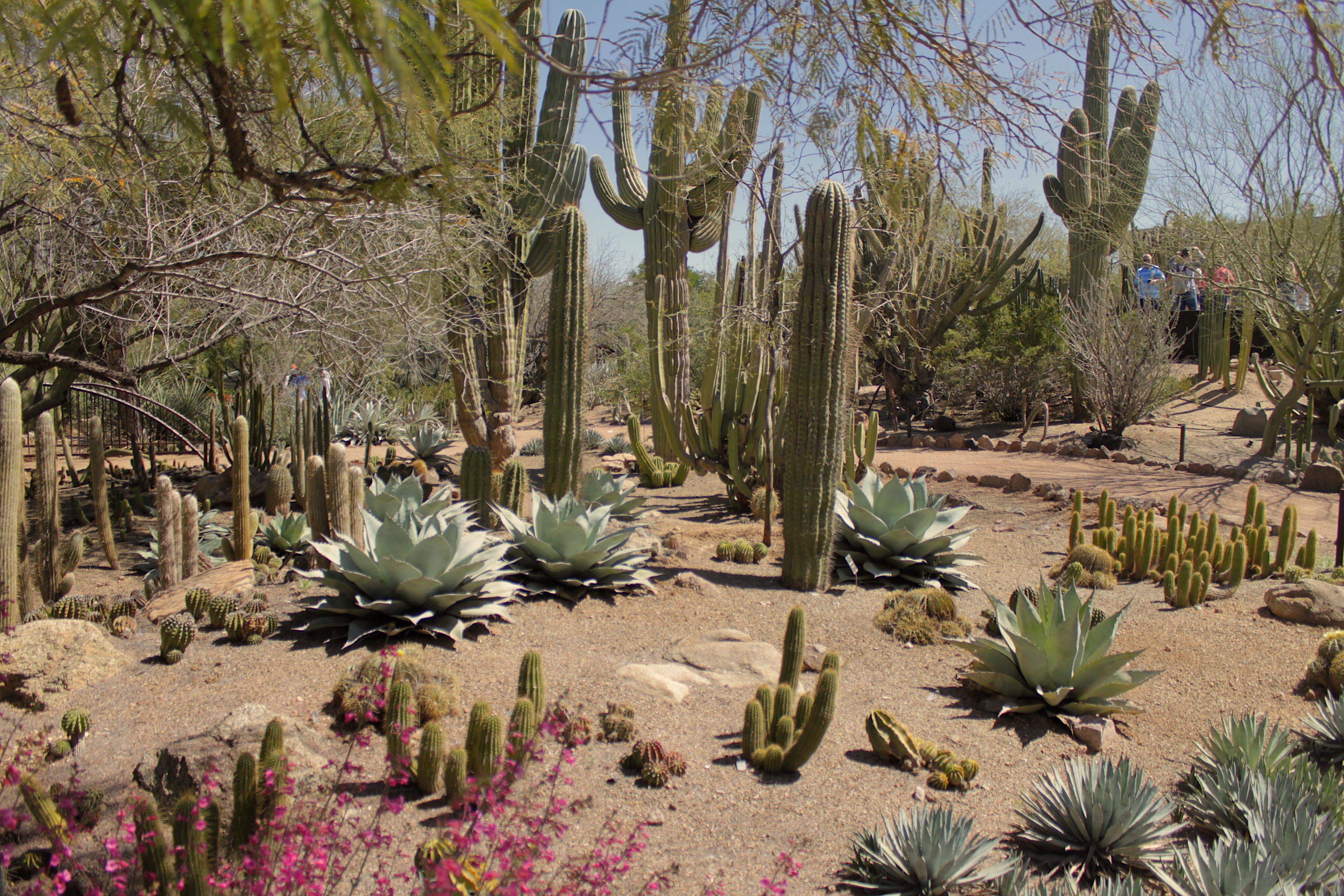 Desert Botanical Garden