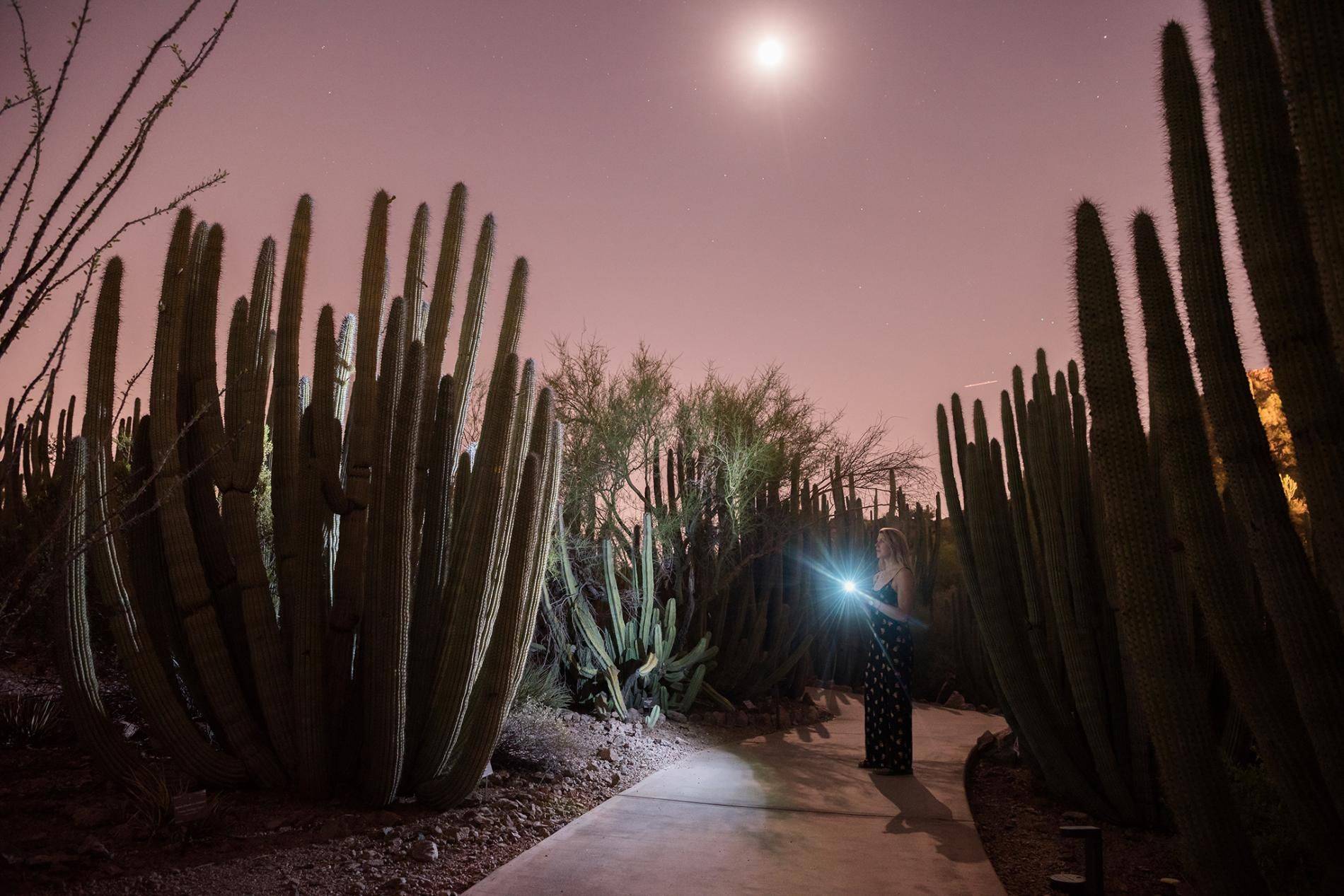 Desert Botanical Garden