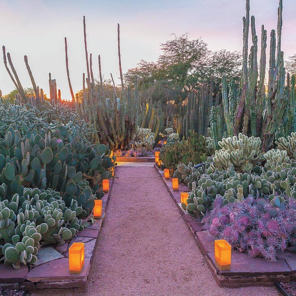 18 Luminarias Desert Botanical Garden Ideas You Must Look SharonSable