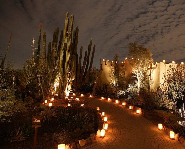 18 Luminarias Desert Botanical Garden Ideas You Must Look SharonSable