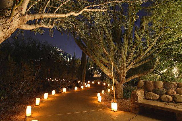 Desert Botanical Garden