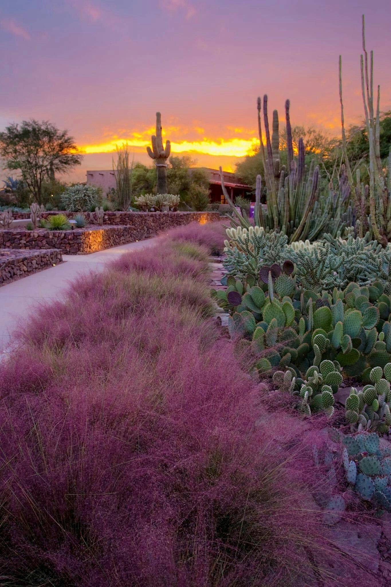 Desert Botanical Garden