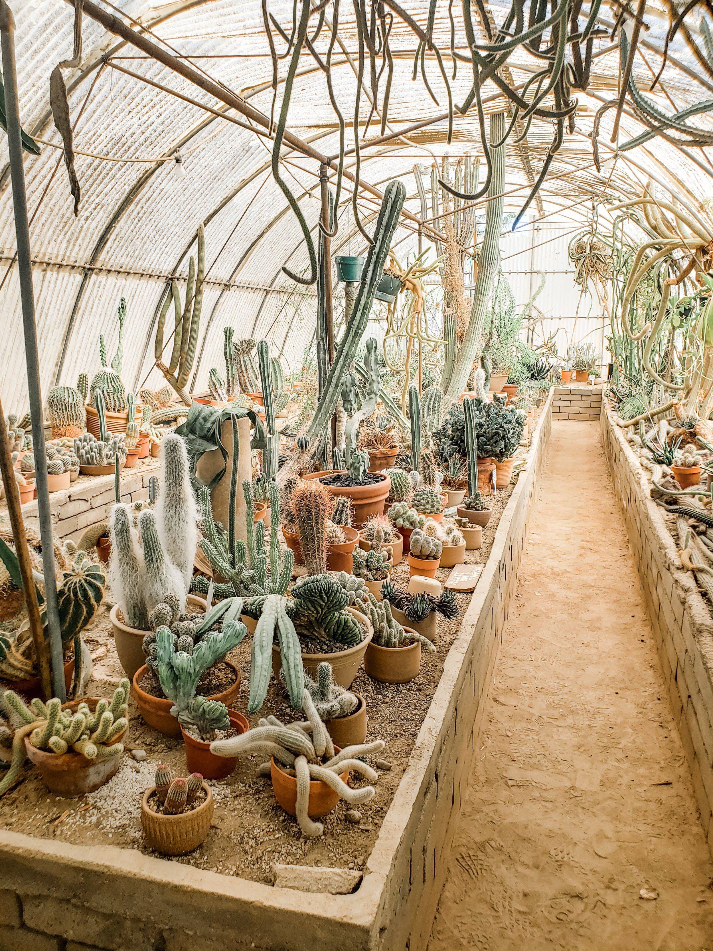 Desert Botanical Garden Wedding