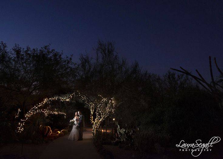 Desert Botanical Gardens Chihuly Botanical Gardens