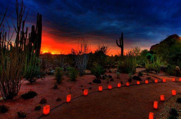 Desert Botanical Gardens Luminarias